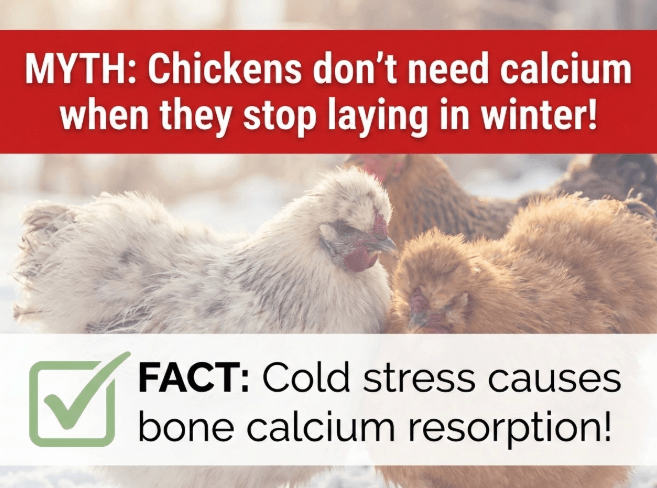 Supporting Your Flock Through Fall and Winter: The Power of Lithothamnium Calcareum